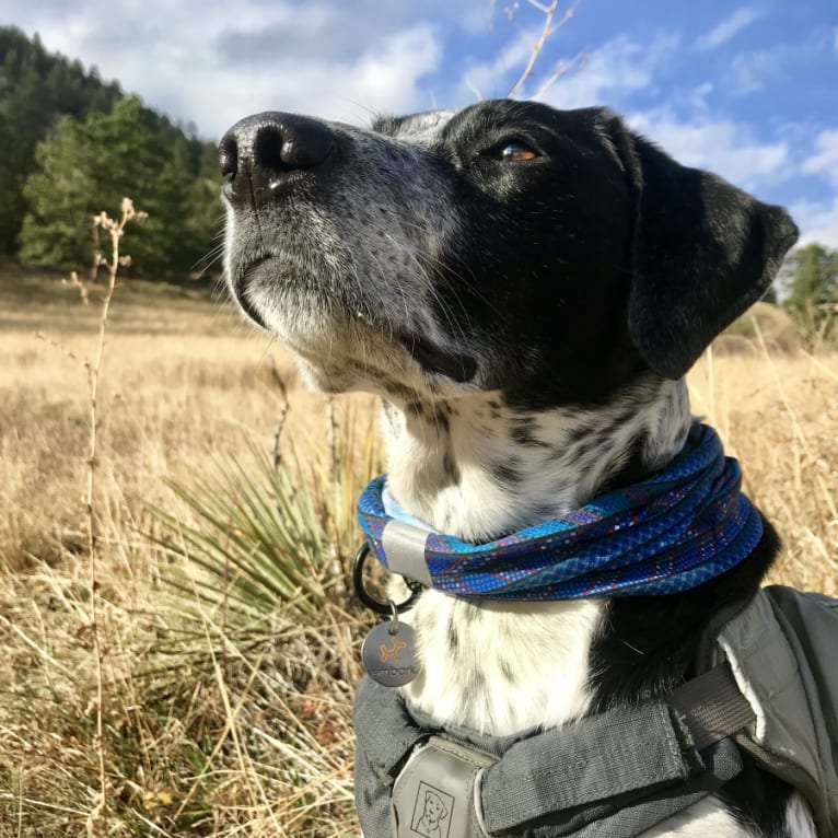 Bella, an Australian Cattle Dog and Pointer mix tested with EmbarkVet.com