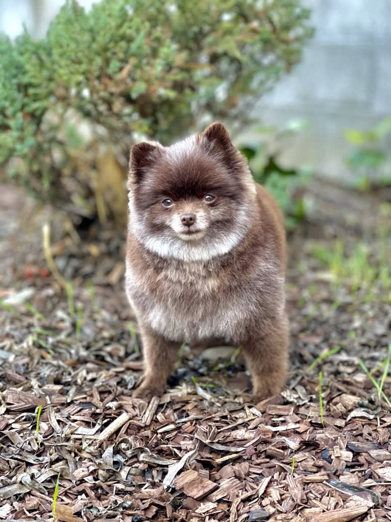 Egypt, a Pomeranian tested with EmbarkVet.com