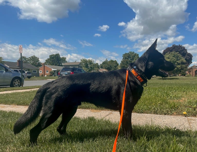 Harley, a German Shepherd Dog and Australian Shepherd mix tested with EmbarkVet.com