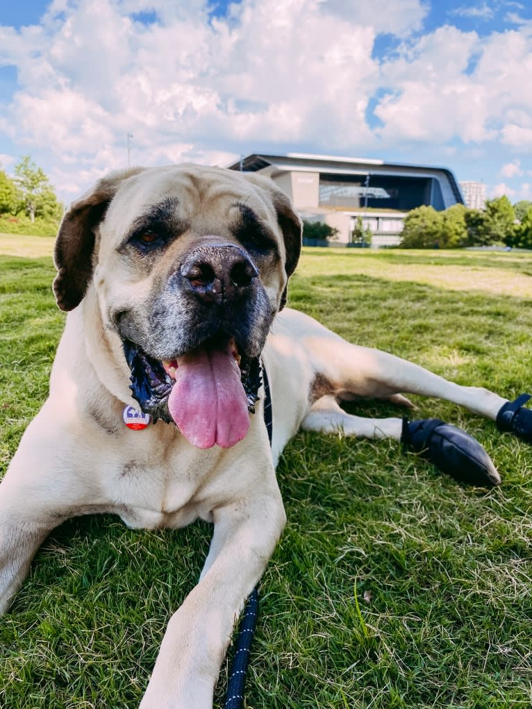 Luna, a Mastiff tested with EmbarkVet.com