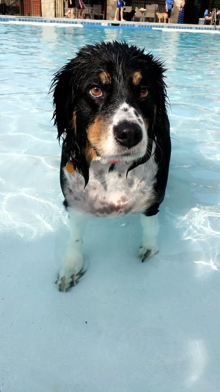 Scarlett, a Brittany and Australian Shepherd mix tested with EmbarkVet.com