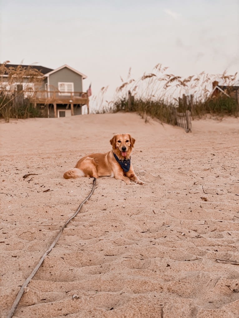 Marley, a Golden Retriever tested with EmbarkVet.com