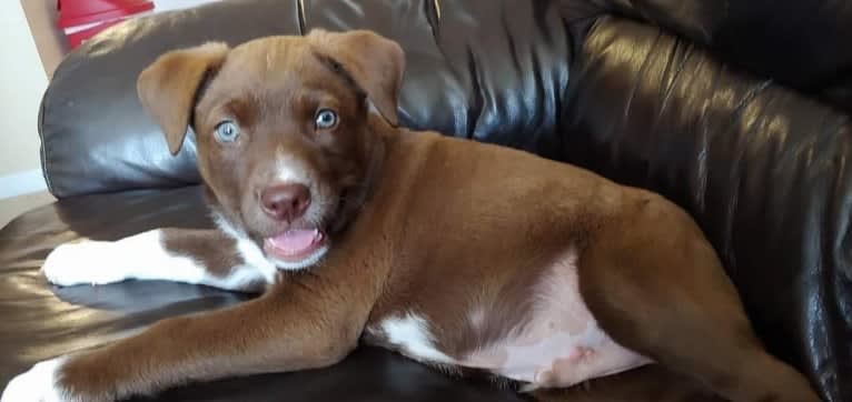 Niall Alexander, an Australian Cattle Dog and American Pit Bull Terrier mix tested with EmbarkVet.com