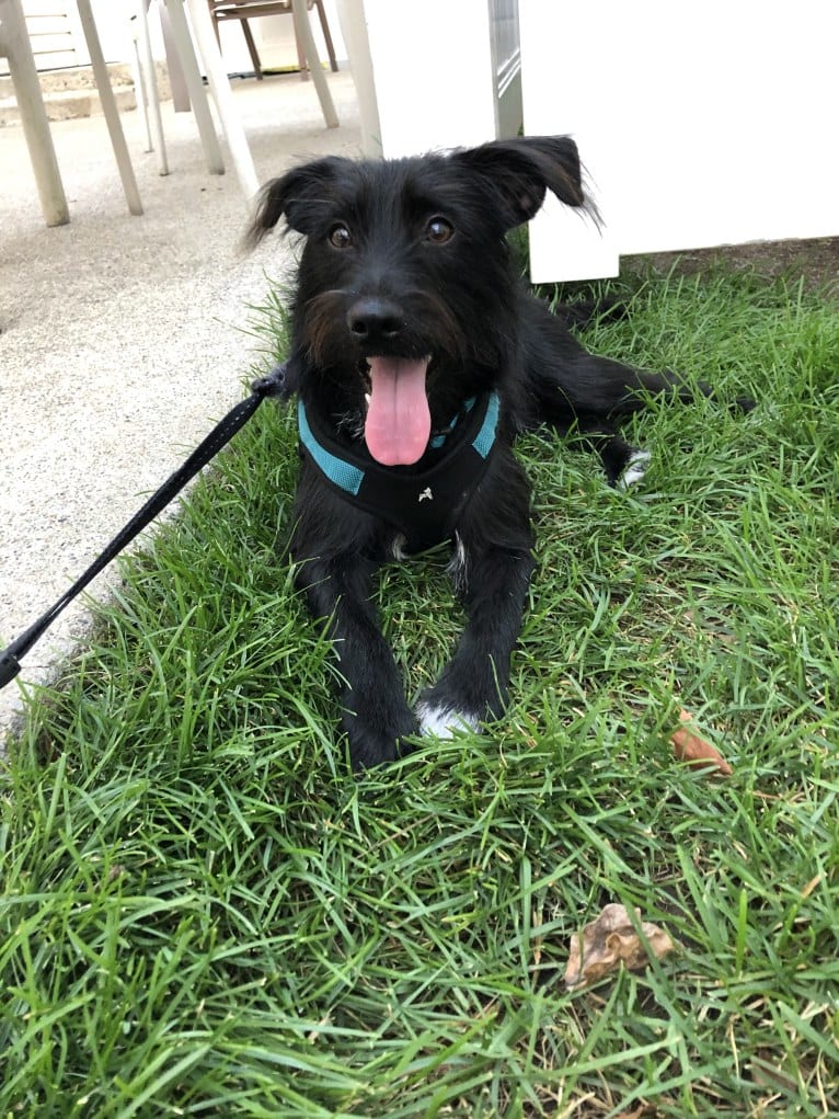 Chance, a Chihuahua and Miniature Schnauzer mix tested with EmbarkVet.com