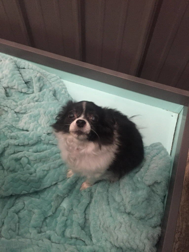 Emi-Lu, a Pomchi (15.8% unresolved) tested with EmbarkVet.com