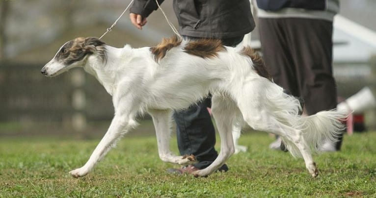 Mike, a Silken Windhound tested with EmbarkVet.com