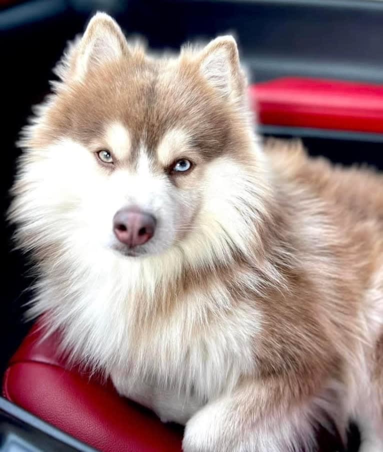 Klondike, a Pomsky tested with EmbarkVet.com