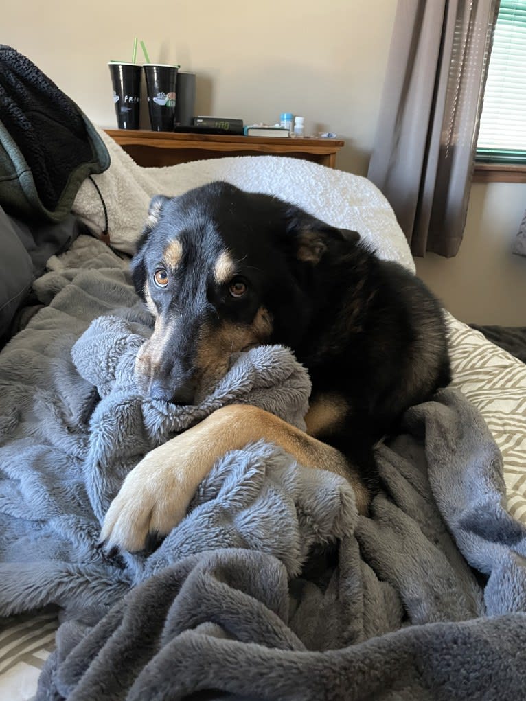 Diesel, a Siberian Husky and Australian Shepherd mix tested with EmbarkVet.com