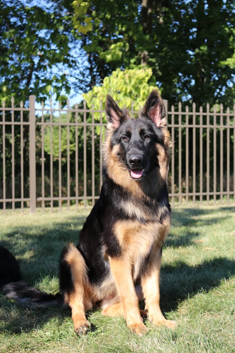 Greta, a German Shepherd Dog tested with EmbarkVet.com