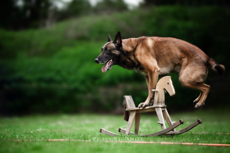 MATTES, a Belgian Shepherd tested with EmbarkVet.com