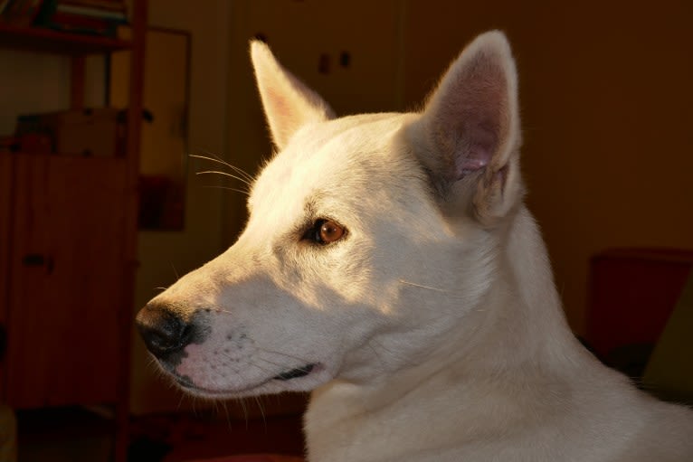 Suri, a Canaan Dog tested with EmbarkVet.com