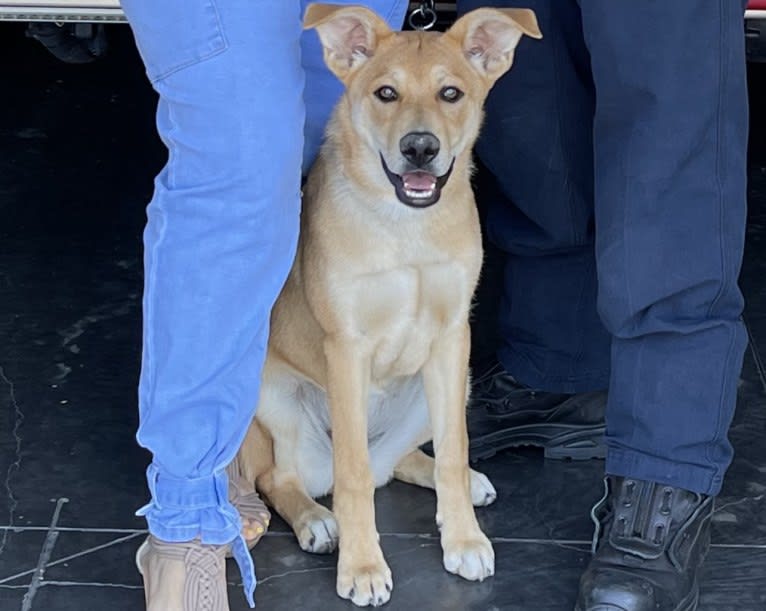Ellie, a German Shepherd Dog and American Pit Bull Terrier mix tested with EmbarkVet.com