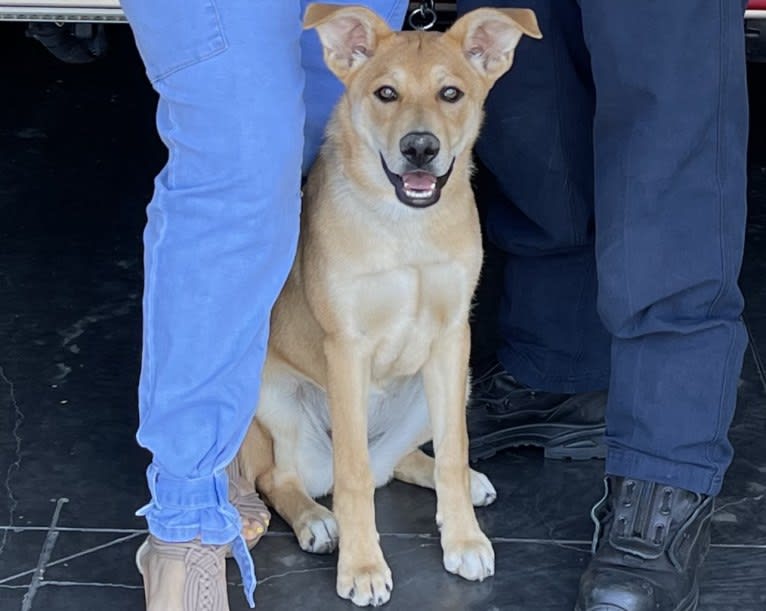 Ellie, a German Shepherd Dog and American Pit Bull Terrier mix tested with EmbarkVet.com