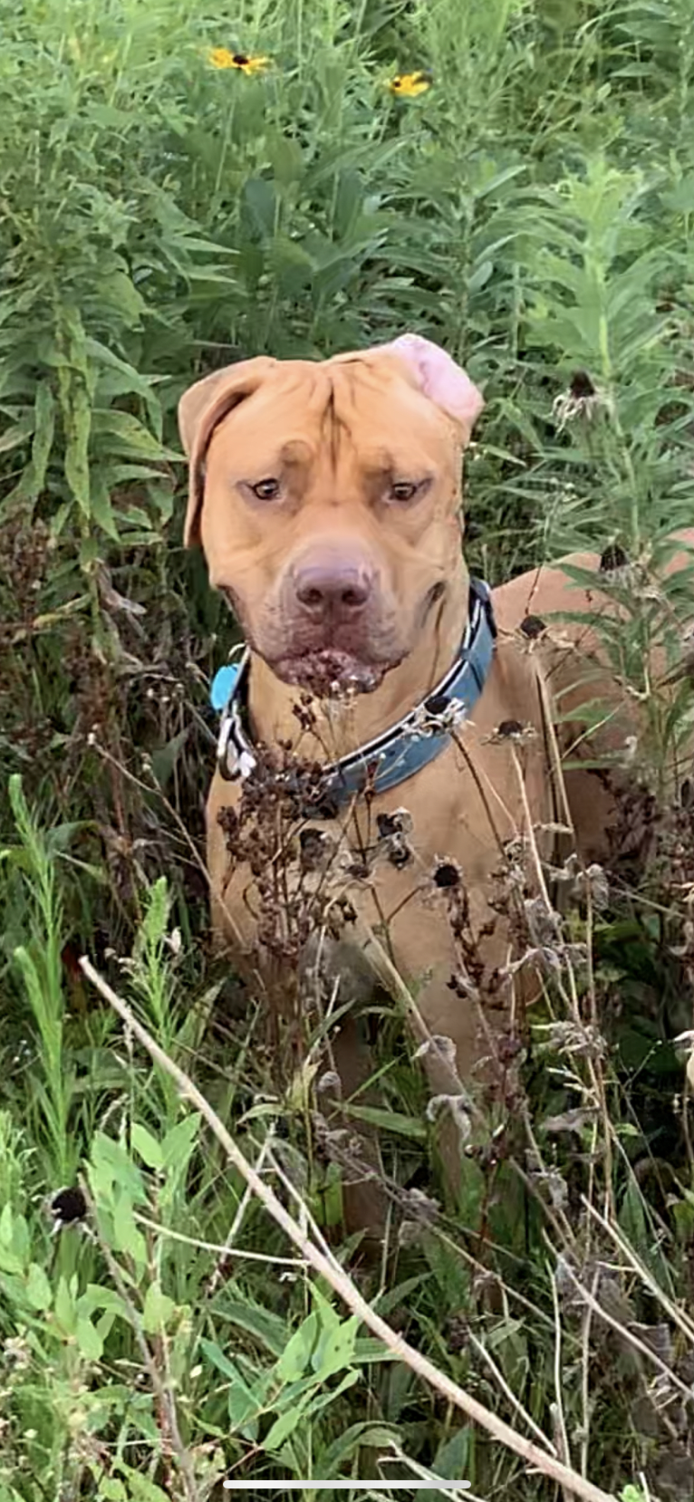 Marco, a Boerboel and American Pit Bull Terrier mix tested with EmbarkVet.com