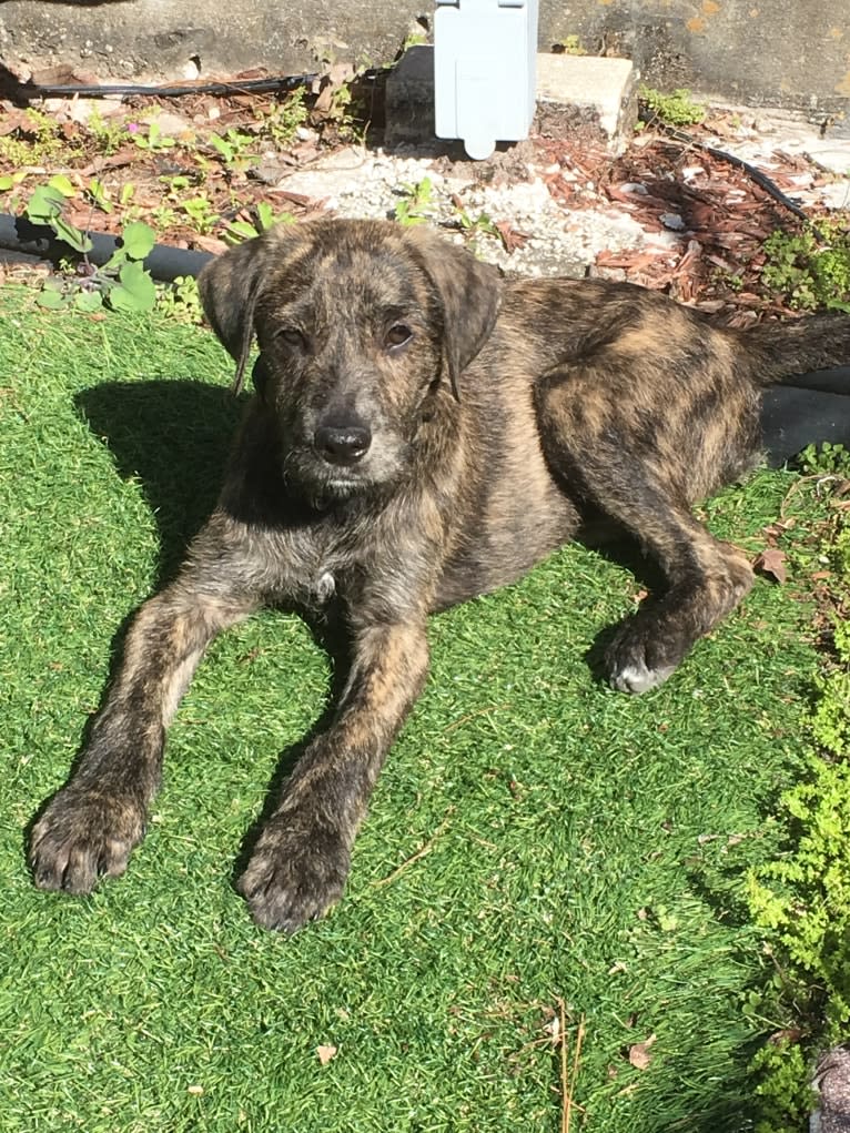 Winston, a Poodle (Standard) and Golden Retriever mix tested with EmbarkVet.com