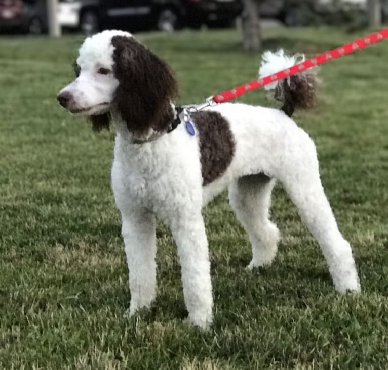 Suzy-Q, a Poodle tested with EmbarkVet.com