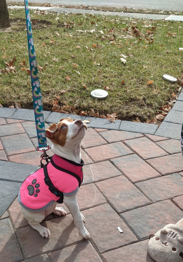 Lolita, an American Pit Bull Terrier and Australian Cattle Dog mix tested with EmbarkVet.com