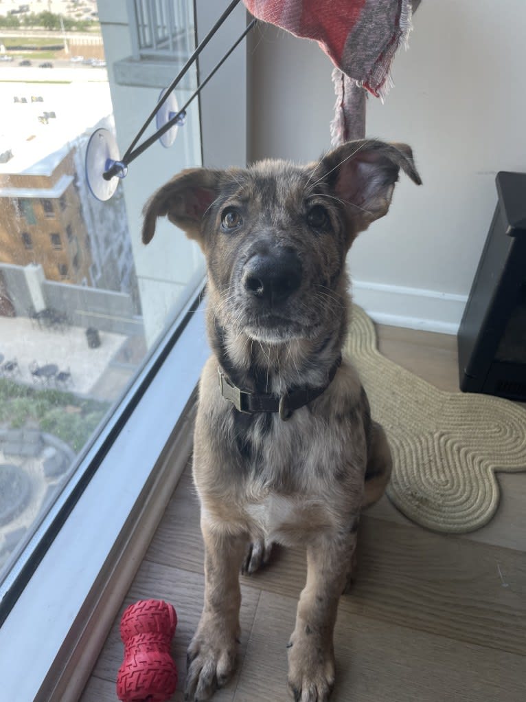 Murphy, a German Shepherd Dog and Labrador Retriever mix tested with EmbarkVet.com