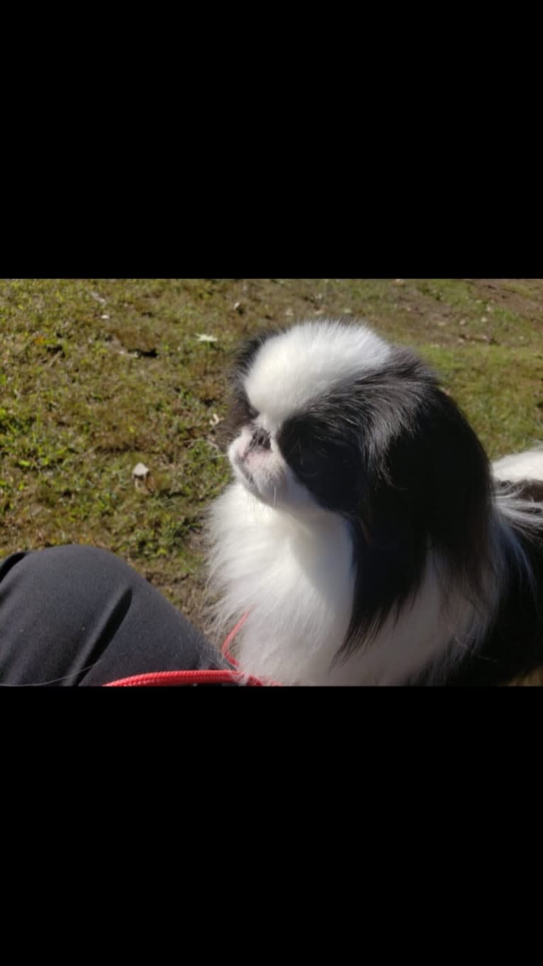 Ritzy, a Japanese Chin tested with EmbarkVet.com