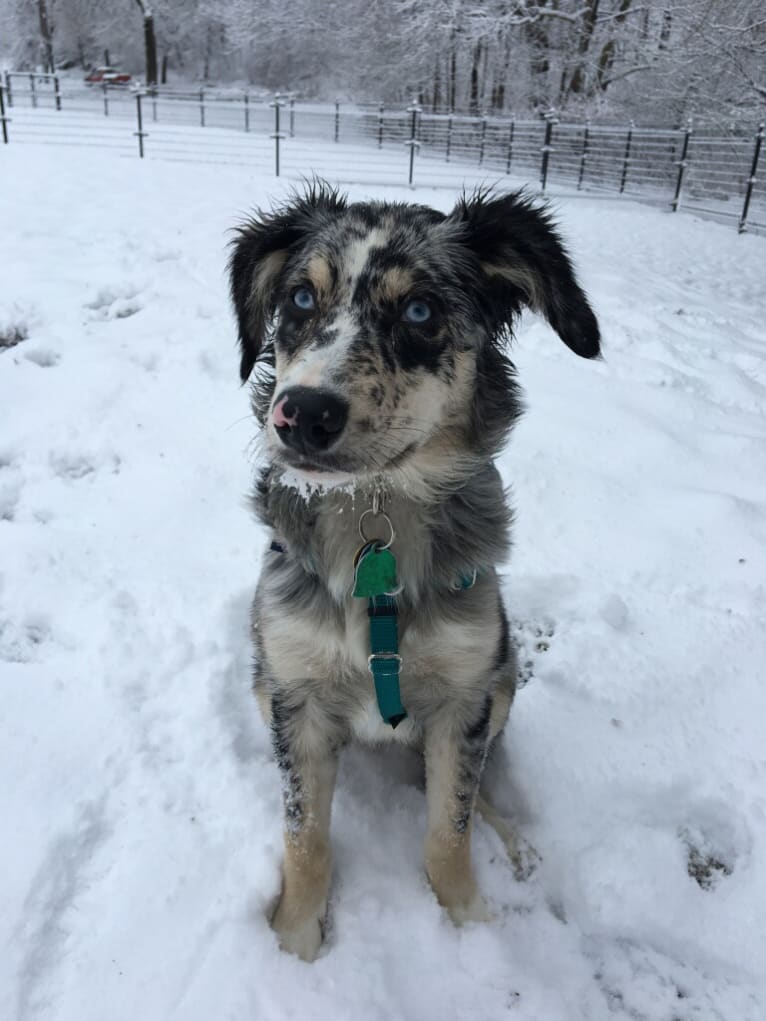 Willow, an Australian Shepherd and Miniature/MAS-type Australian Shepherd mix tested with EmbarkVet.com