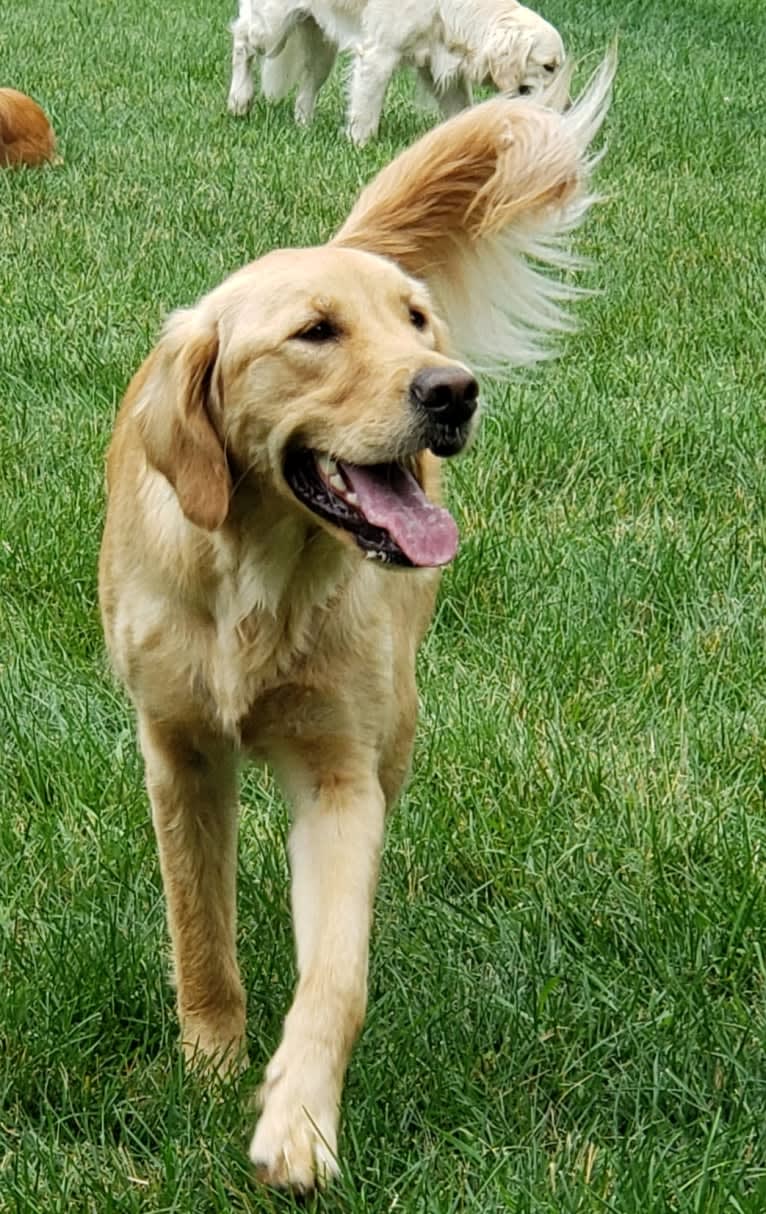 Fauna, a Golden Retriever (7.8% unresolved) tested with EmbarkVet.com