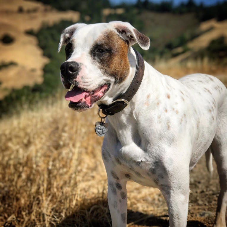 Aubin, an American Bulldog and Brittany mix tested with EmbarkVet.com