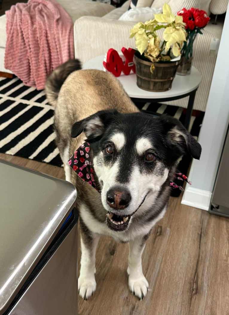 Keira, an Alaskan Malamute and Siberian Husky mix tested with EmbarkVet.com