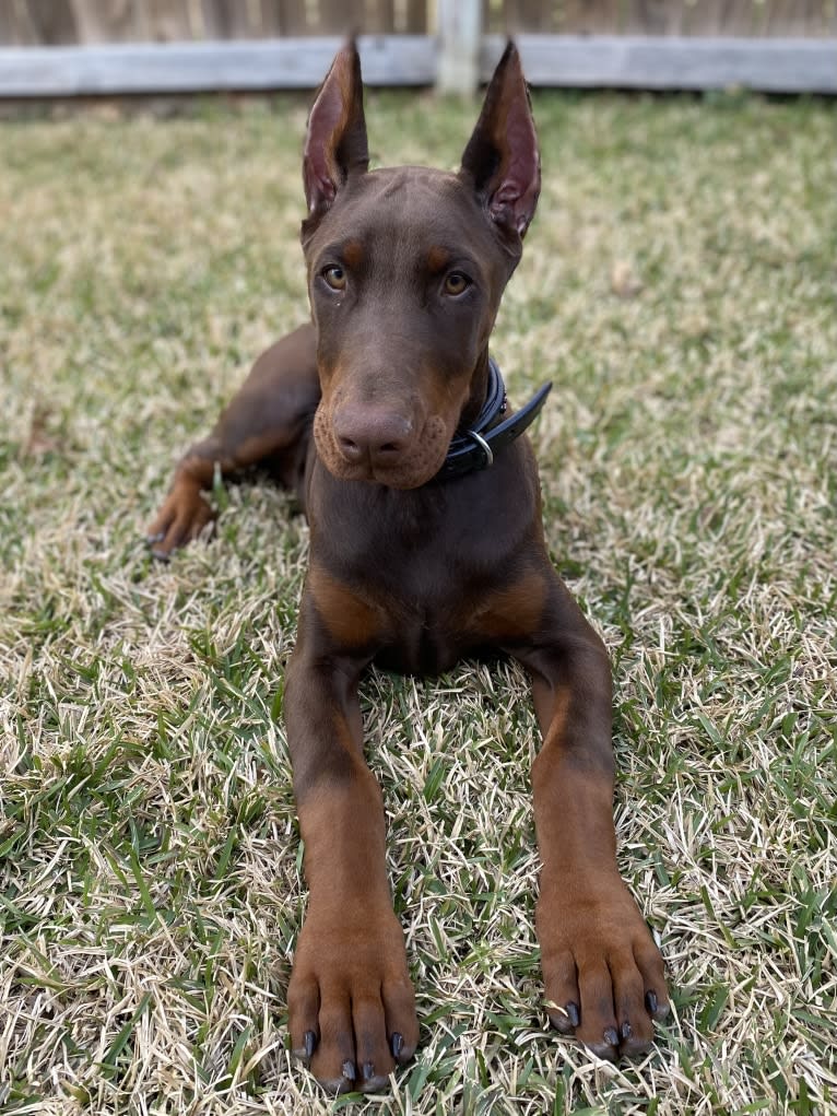 Gertie, a Doberman Pinscher tested with EmbarkVet.com