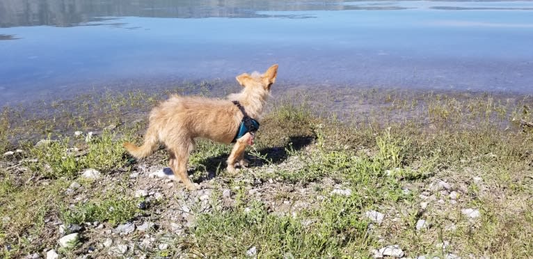 Toby, a Chihuahua and Poodle (Small) mix tested with EmbarkVet.com