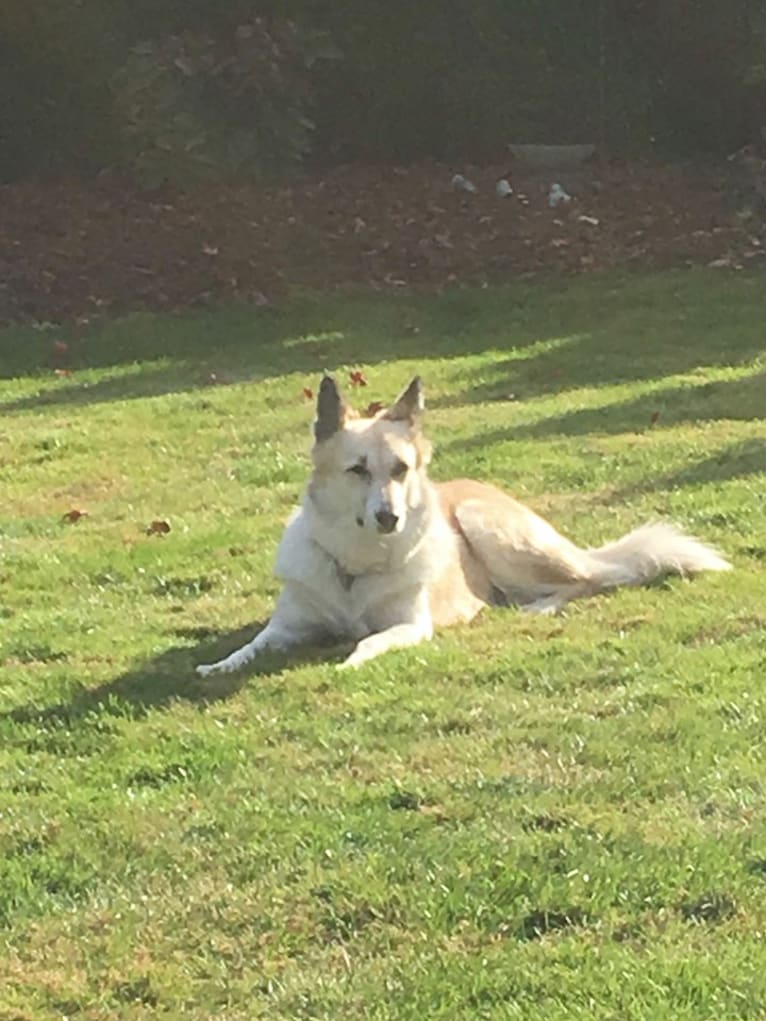 Kiva, a Canaan Dog tested with EmbarkVet.com