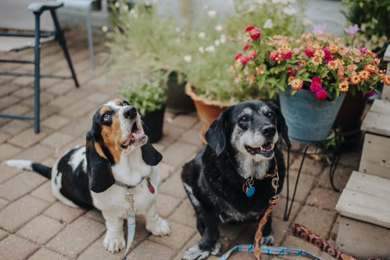 Luna, a Basset Hound tested with EmbarkVet.com