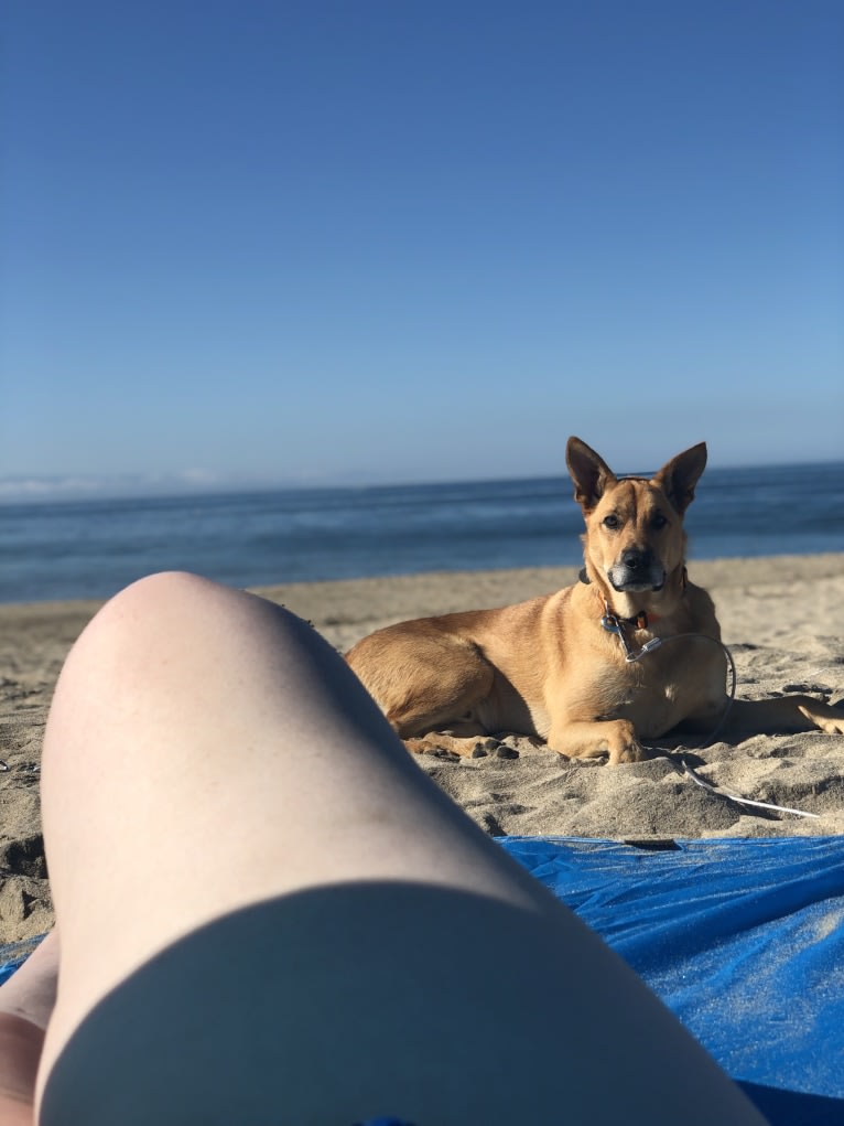 Chewbacca, a German Shepherd Dog and Australian Cattle Dog mix tested with EmbarkVet.com