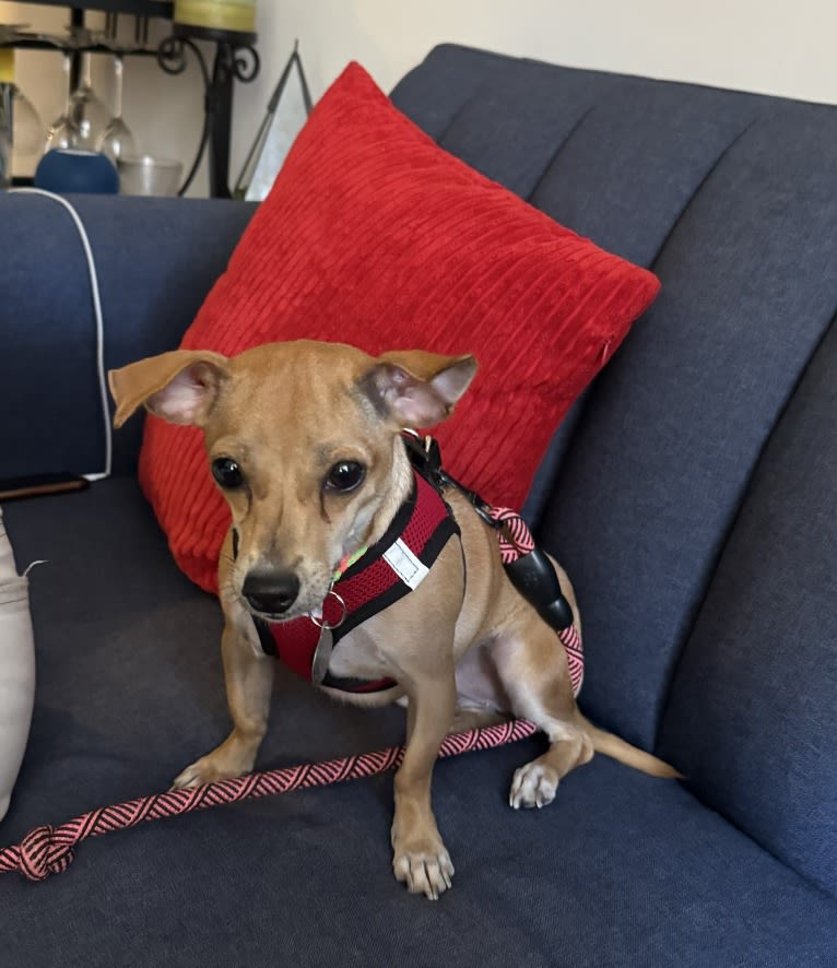 Calliope, a Chihuahua and Russell-type Terrier mix tested with EmbarkVet.com