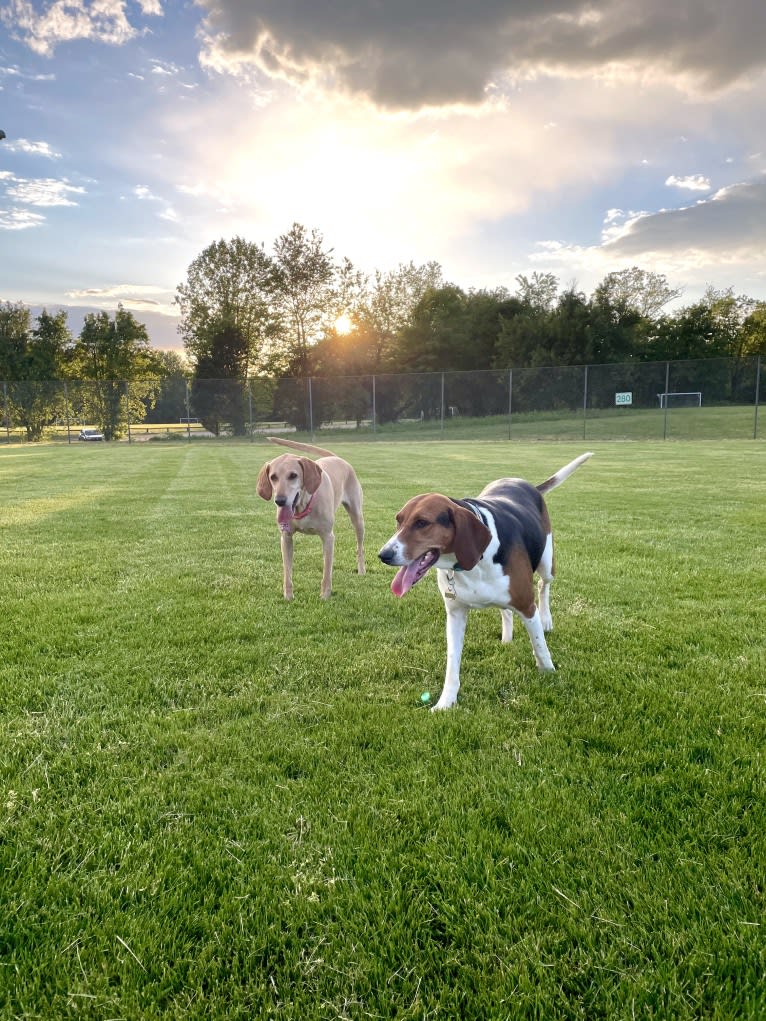 Roxy, a Treeing Walker Coonhound tested with EmbarkVet.com