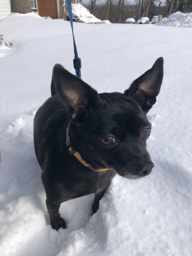 Davina, a Chihuahua and Rat Terrier mix tested with EmbarkVet.com