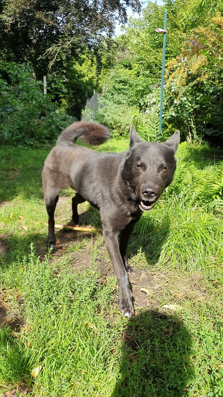 Moshae, a Canaan Dog tested with EmbarkVet.com