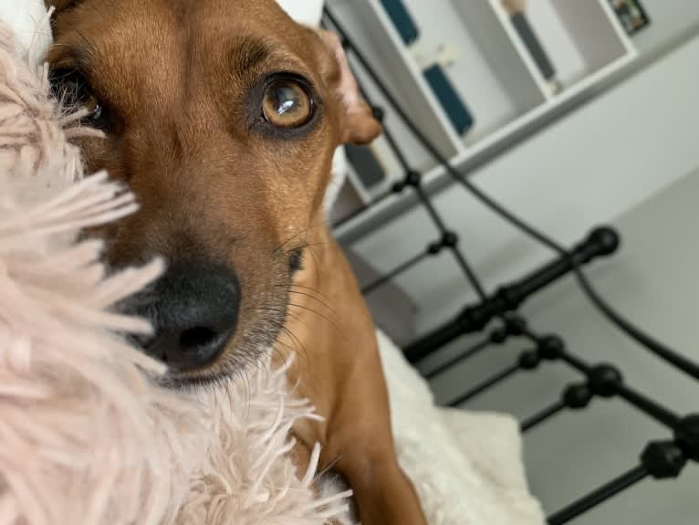 Preston, a Miniature Pinscher and Dachshund mix tested with EmbarkVet.com