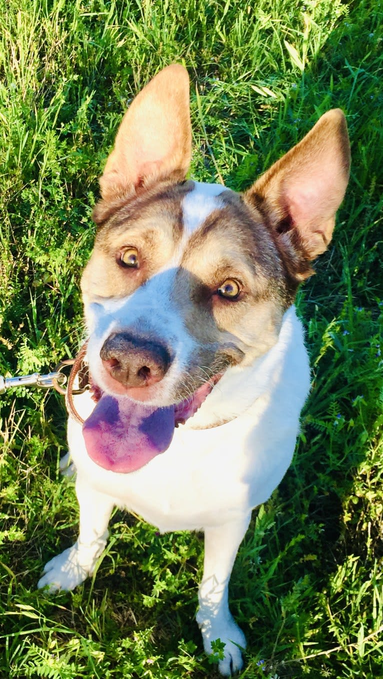 Winnie, an American Pit Bull Terrier and Chow Chow mix tested with EmbarkVet.com