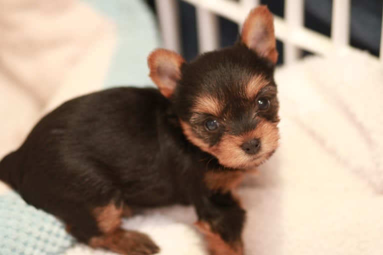 Rosie, a Yorkshire Terrier tested with EmbarkVet.com