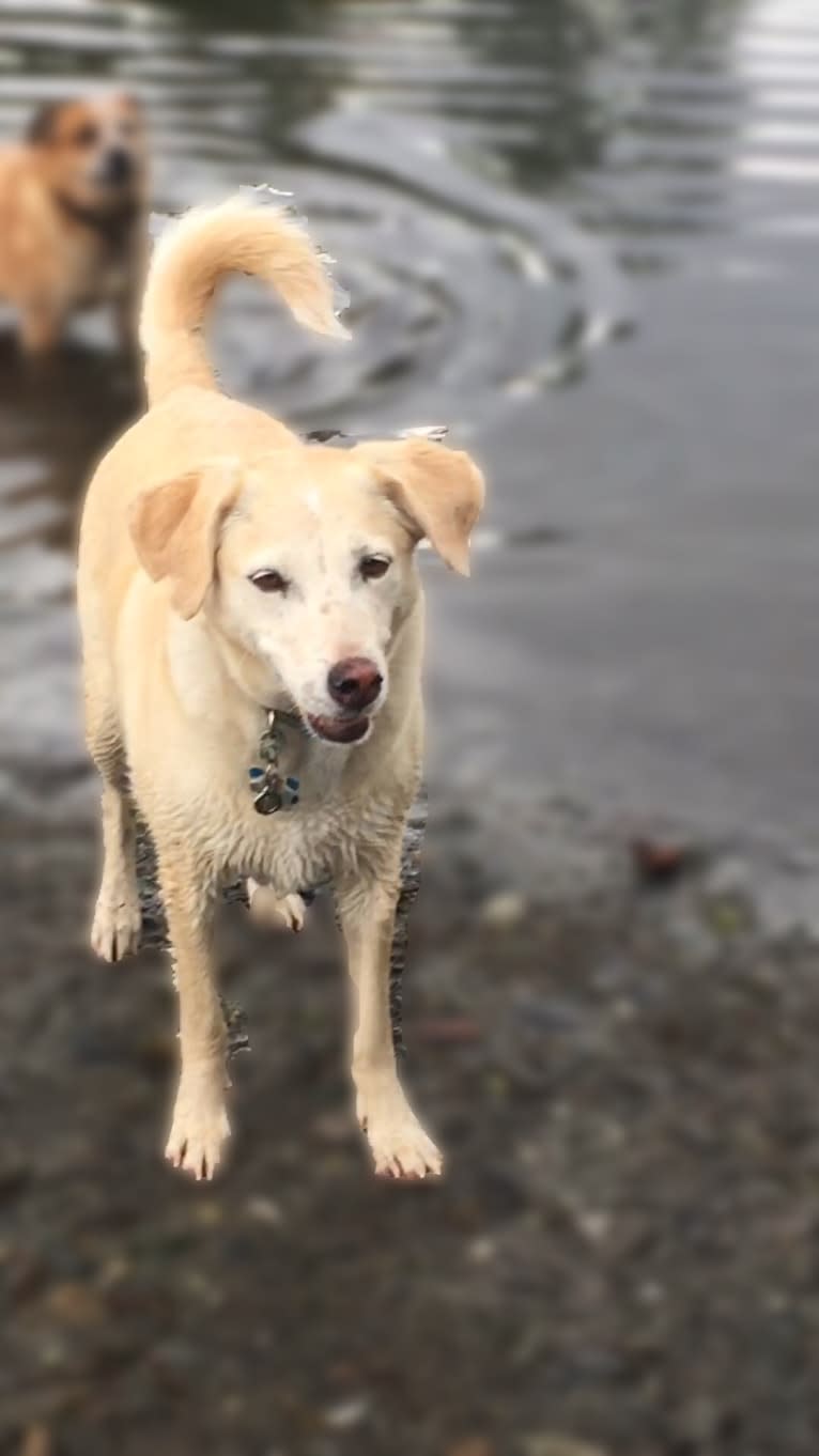 Sam, an American Village Dog tested with EmbarkVet.com