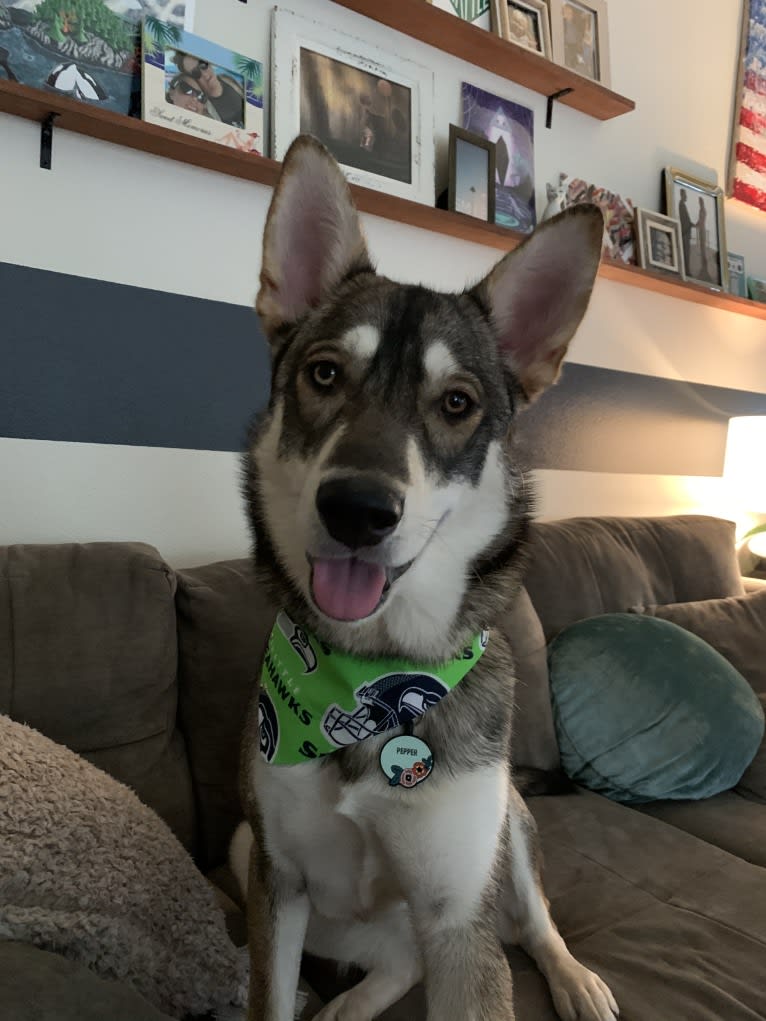 Pepper, a Siberian Husky and Alaskan Malamute mix tested with EmbarkVet.com