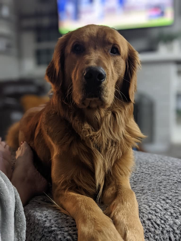 Pierre-luc, a Golden Retriever tested with EmbarkVet.com