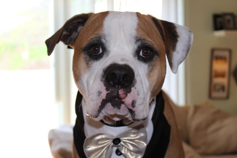 Miyagi, an American Bulldog and Staffordshire Terrier mix tested with EmbarkVet.com