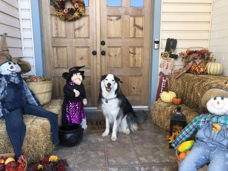 Jack, a Siberian Husky tested with EmbarkVet.com