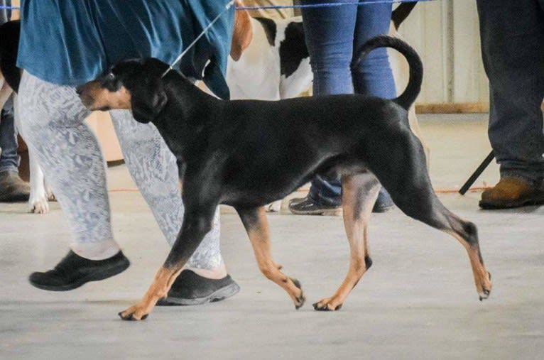 Wyatt, an American Leopard Hound tested with EmbarkVet.com