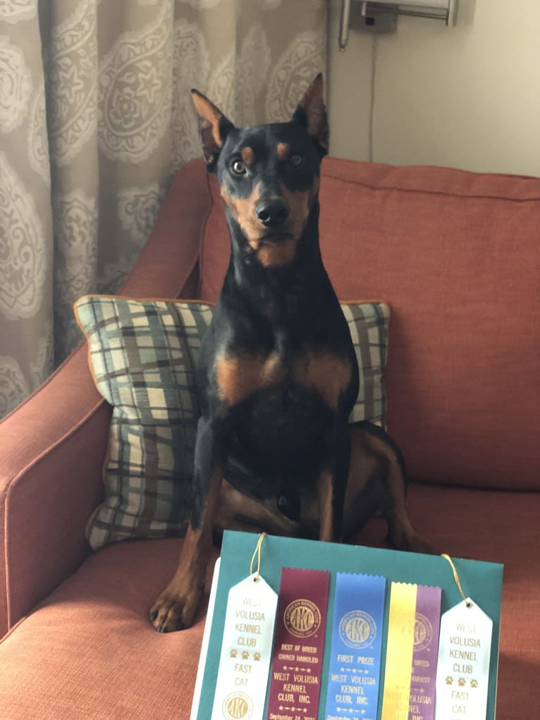 Allania Grand Zeus, a German Pinscher tested with EmbarkVet.com