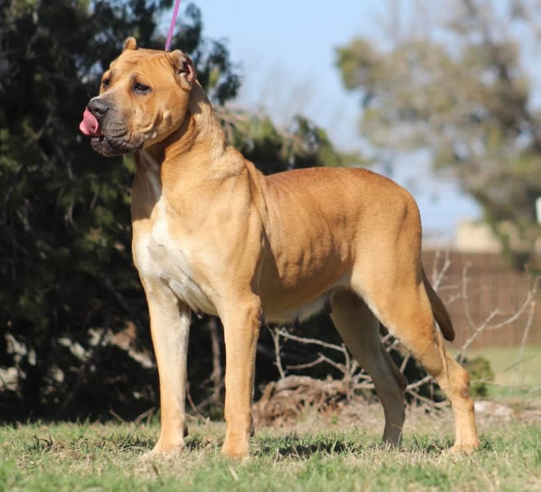 Chunga, a Perro de Presa Canario and American Pit Bull Terrier mix tested with EmbarkVet.com