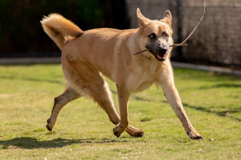 Boban, a German Shepherd Dog and Great Pyrenees mix tested with EmbarkVet.com