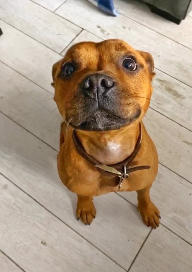 Hero, a Staffordshire Bull Terrier tested with EmbarkVet.com
