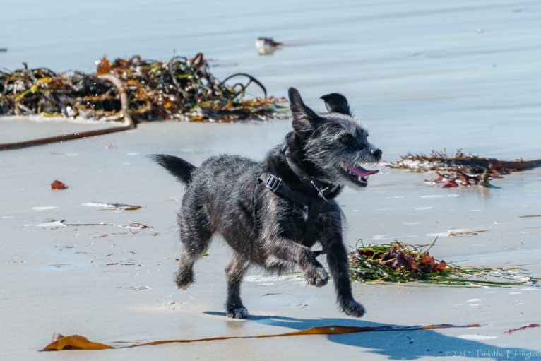 Scruffy, a Poodle (Small) and Chihuahua mix tested with EmbarkVet.com